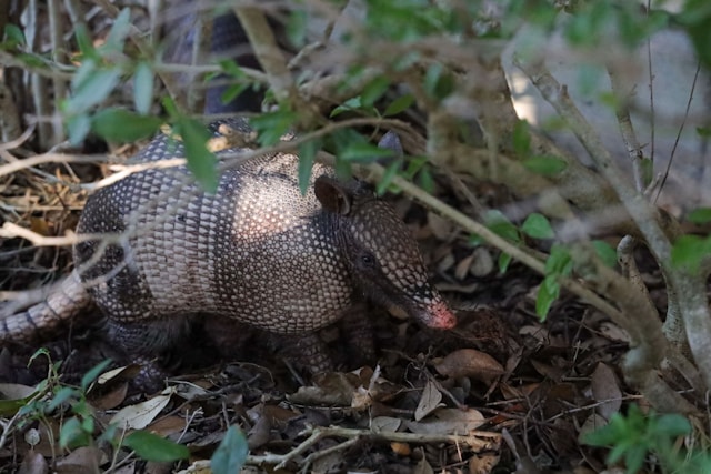 An armadillo in my backyard under a tree in the lawn.